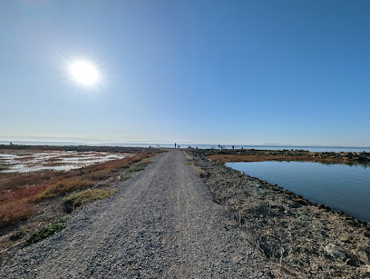 Gravel road through Hayward Regional Shoreline wetlands under clear blue sky