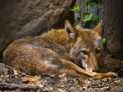 Coyote resting in shade near rocky ground and tree trunk