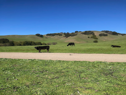 Cattle grazing on green hillside with dirt road and oak trees under clear blue sky