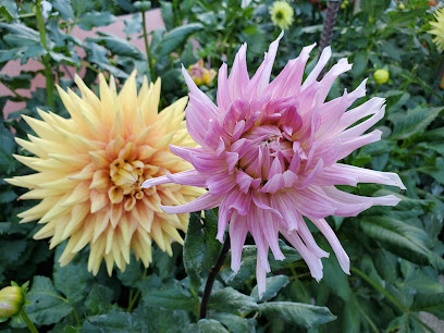 Yellow and pink dahlia flowers in garden bloom