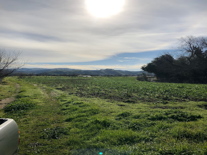 Rolling green farmland in Sunol Valley with distant mountains under cloudy sky