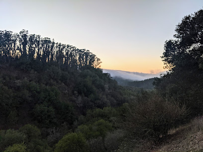 Scenic hillside with dense trees at dusk, mountains visible in distance