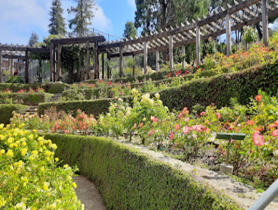 Berkeley Rose Garden with pergolas, flowering roses, and manicured hedges