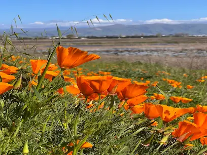 Wildflower field with orange California poppies blooming in spring landscape