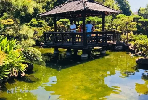 Covered wooden pavilion over a koi pond with landscaped gardens and lush greenery